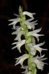 Great Plains lady's tresses